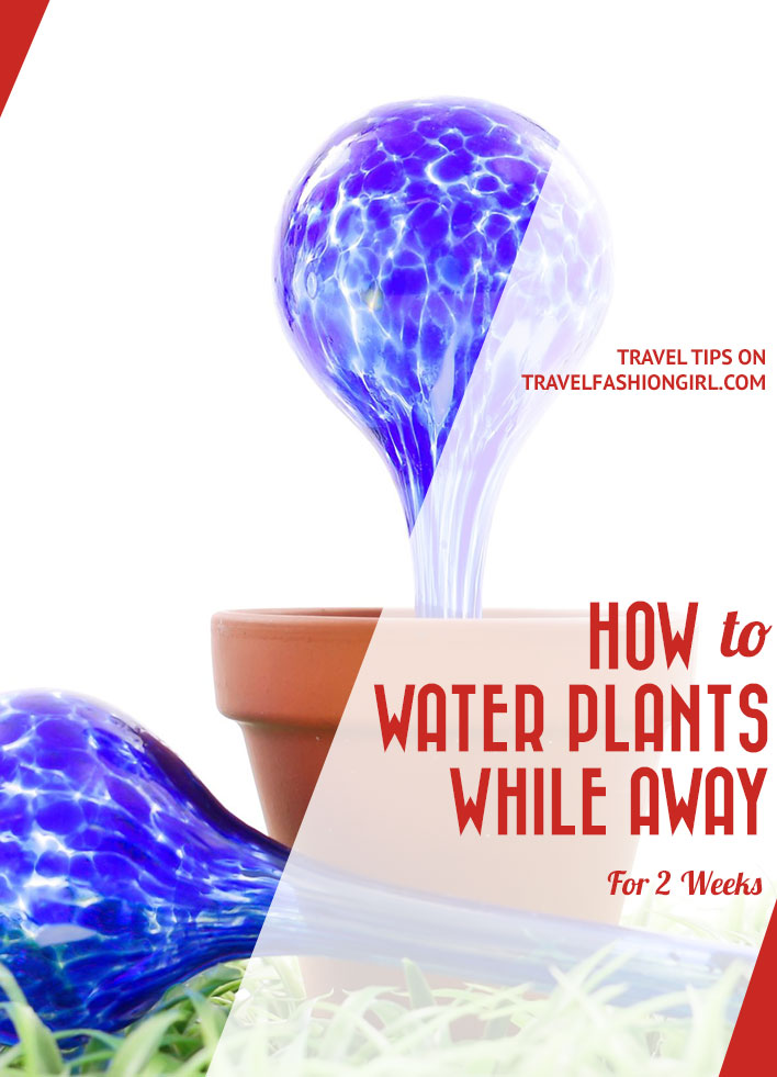 how-to-water-plants-while-away